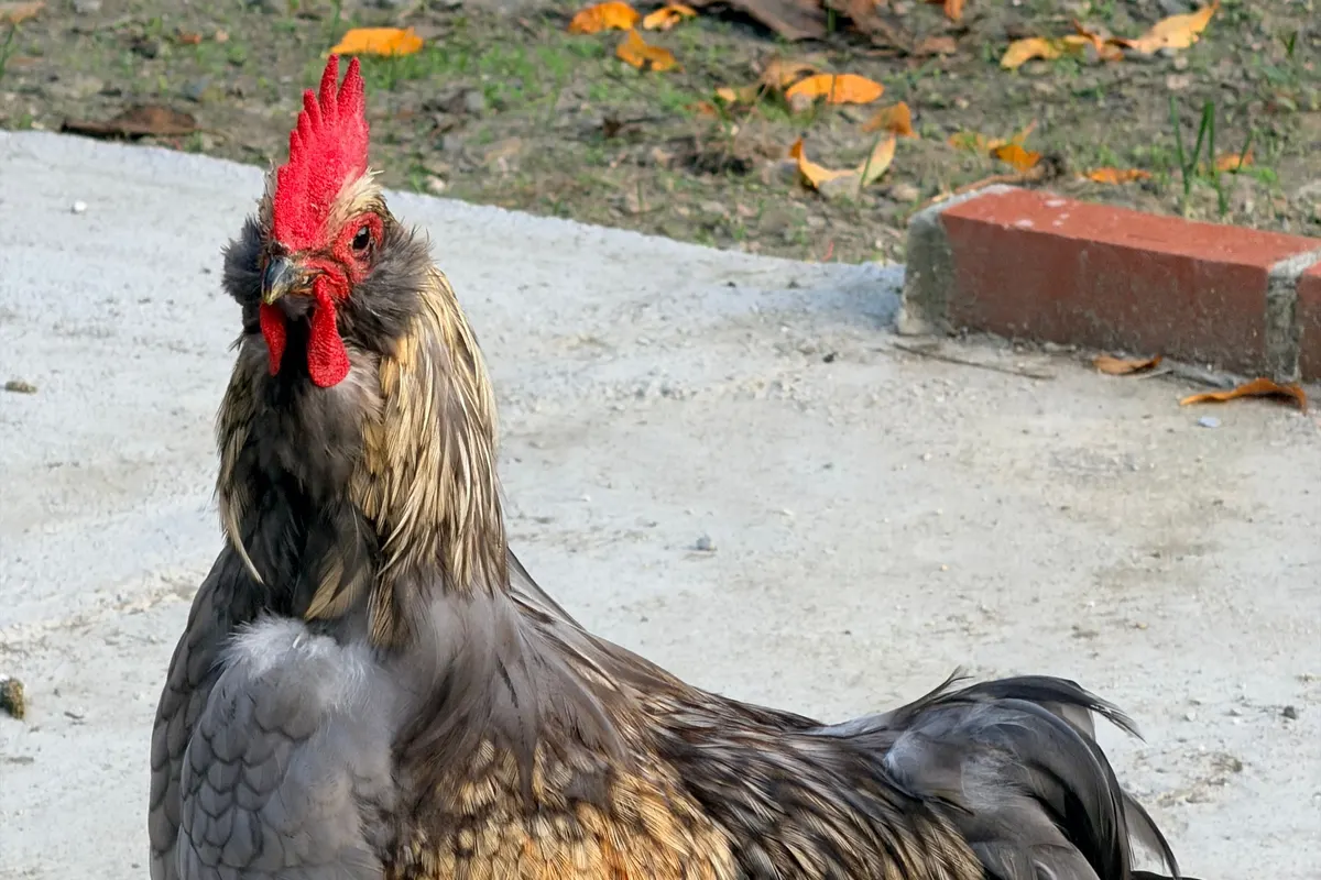 Un coq Araucana de type européen