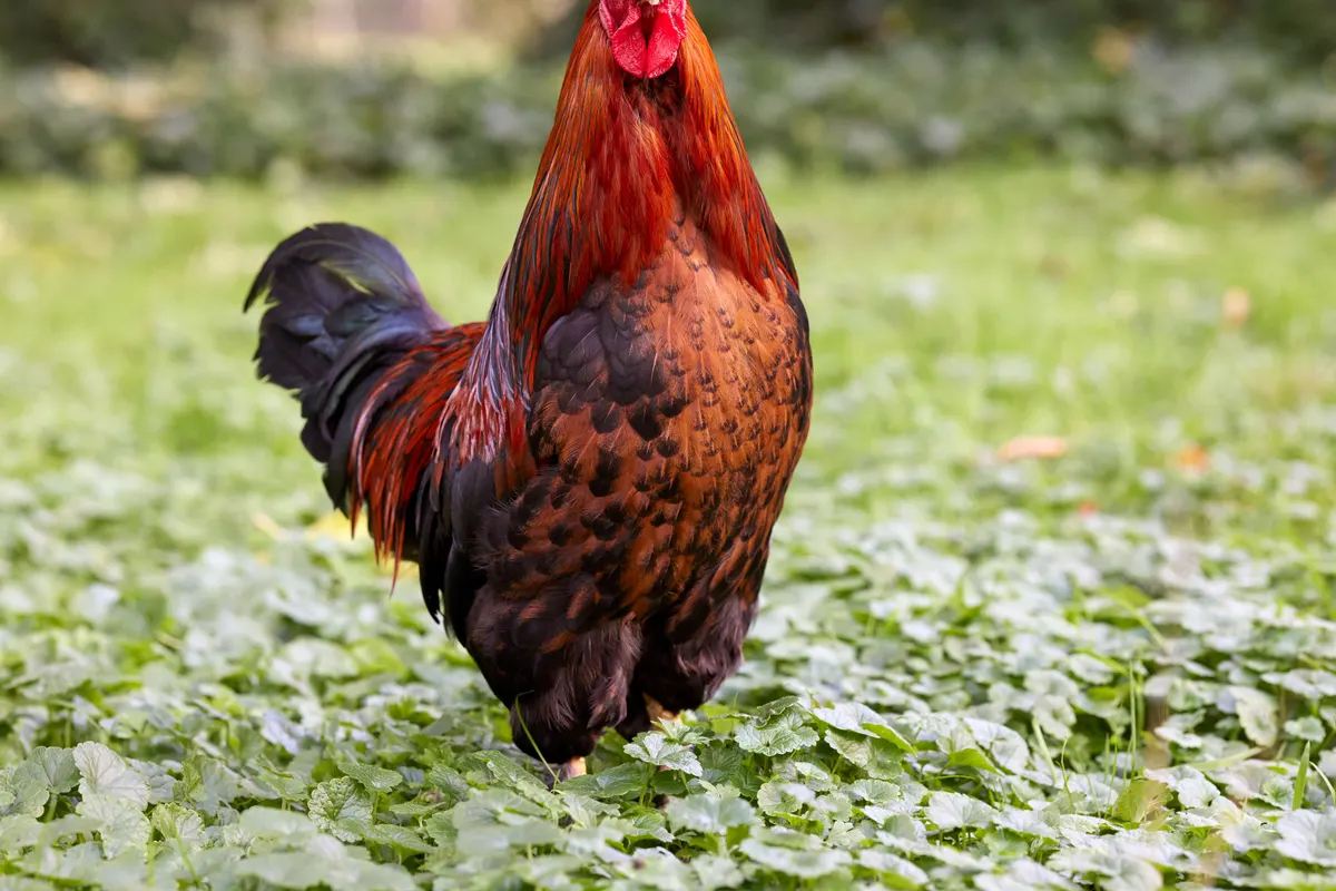 Un coq Ameraucana
