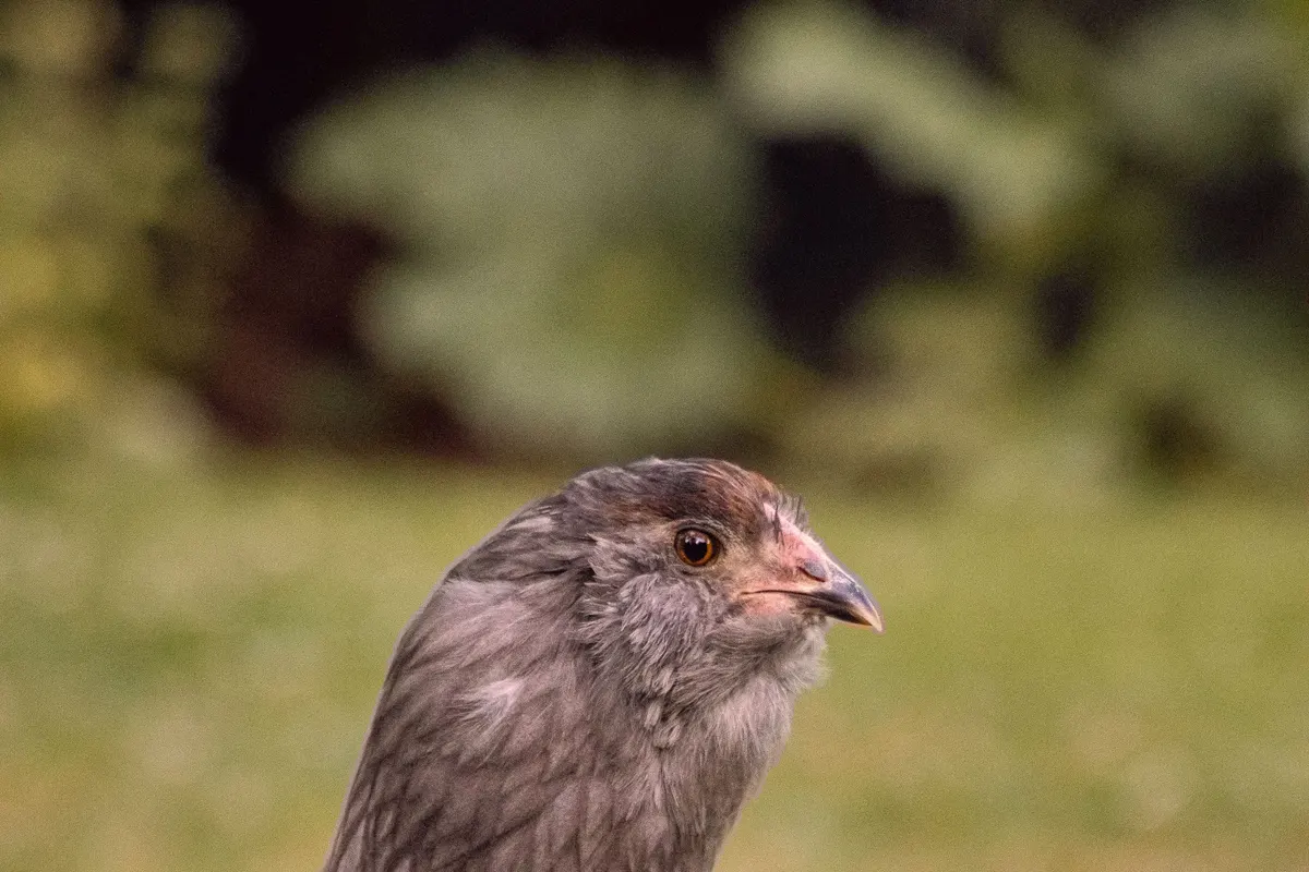 Une poule Araucana lavande