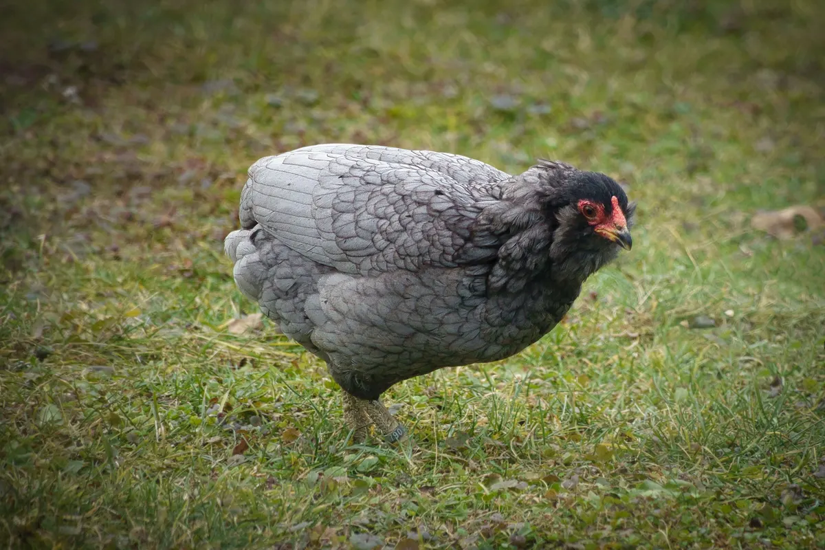 Une poule Ameraucana bleue