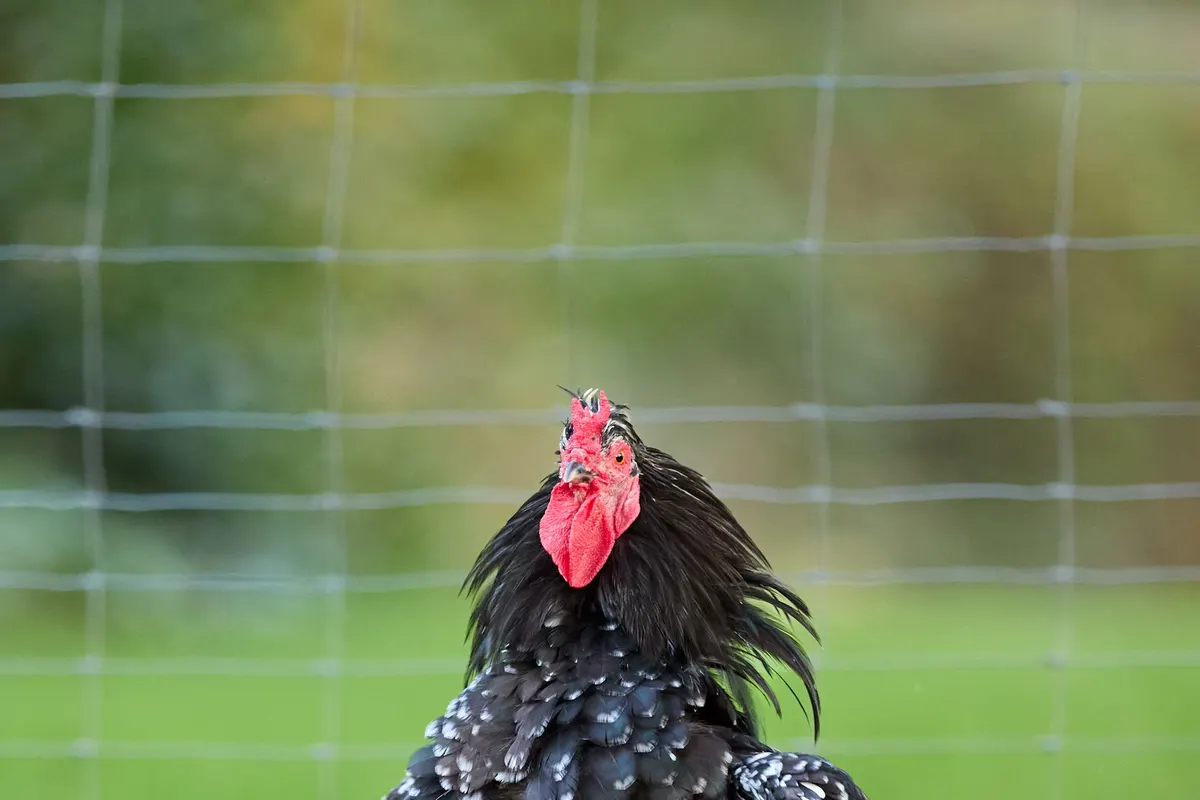 Un coq Ameraucana