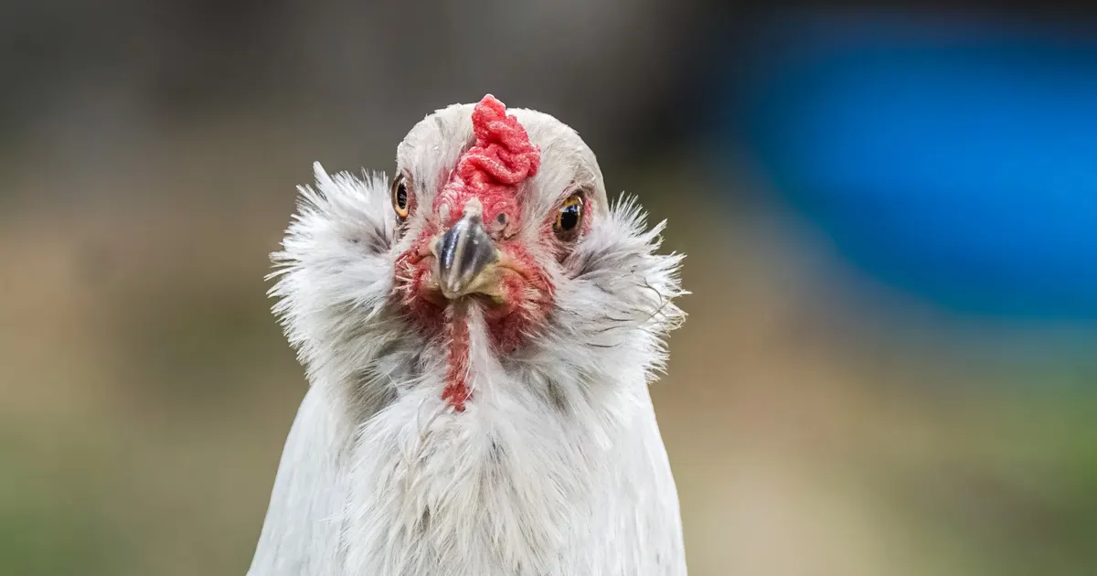 Gros plan d'une poule Araucana