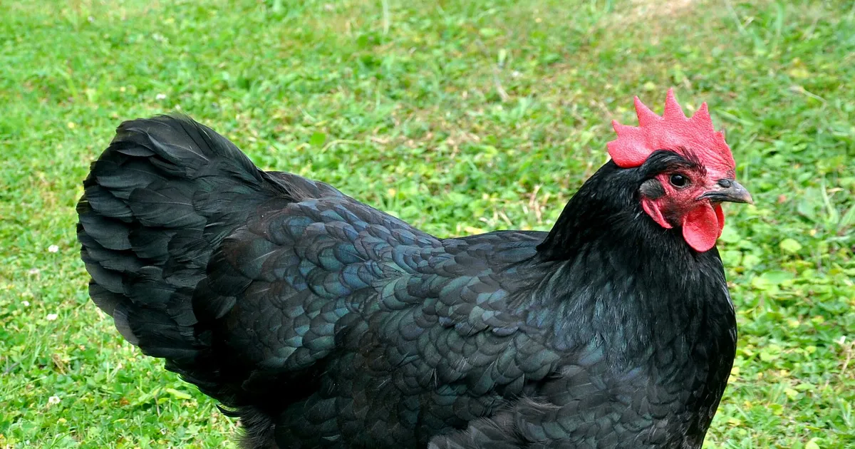 Poule pondeuse noire