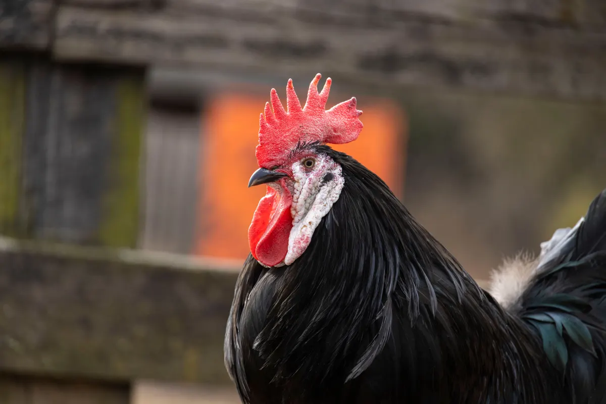 Un coq Australorp
