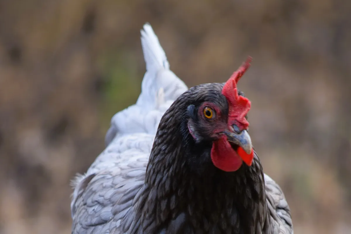 Une poule Australorp bleue