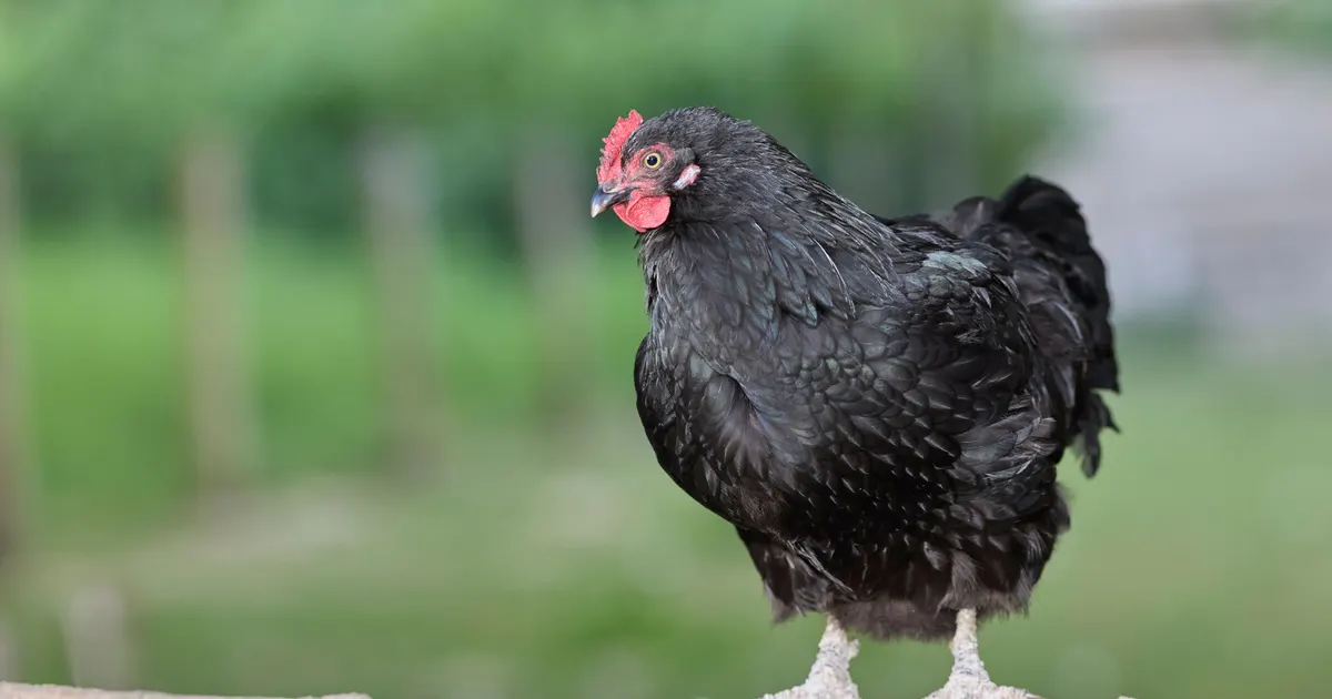 Une poule Australorp noire