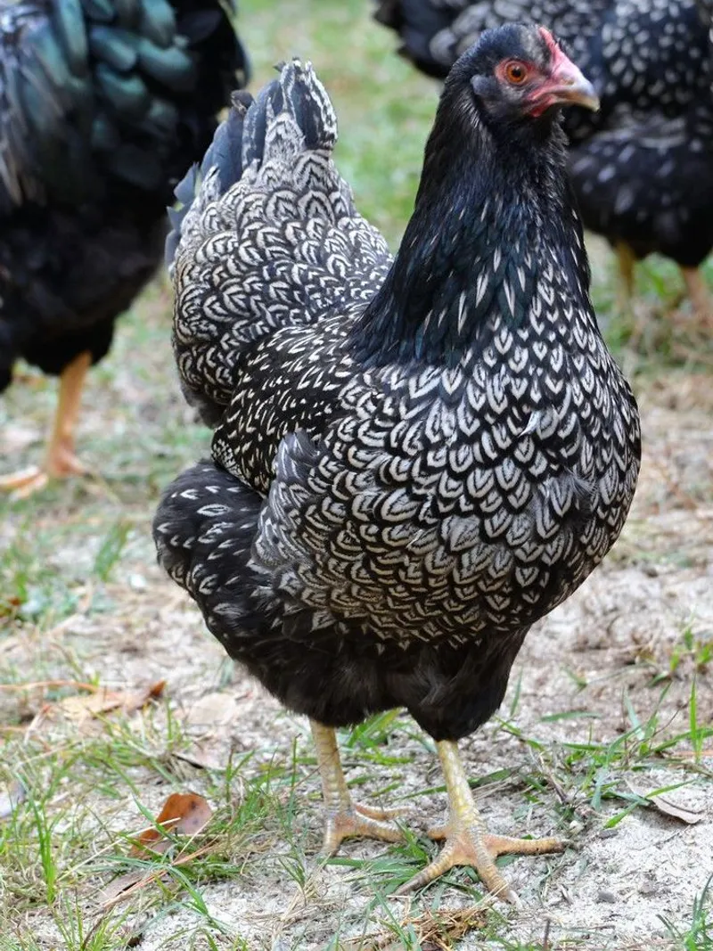 Une Barnevelder argentée