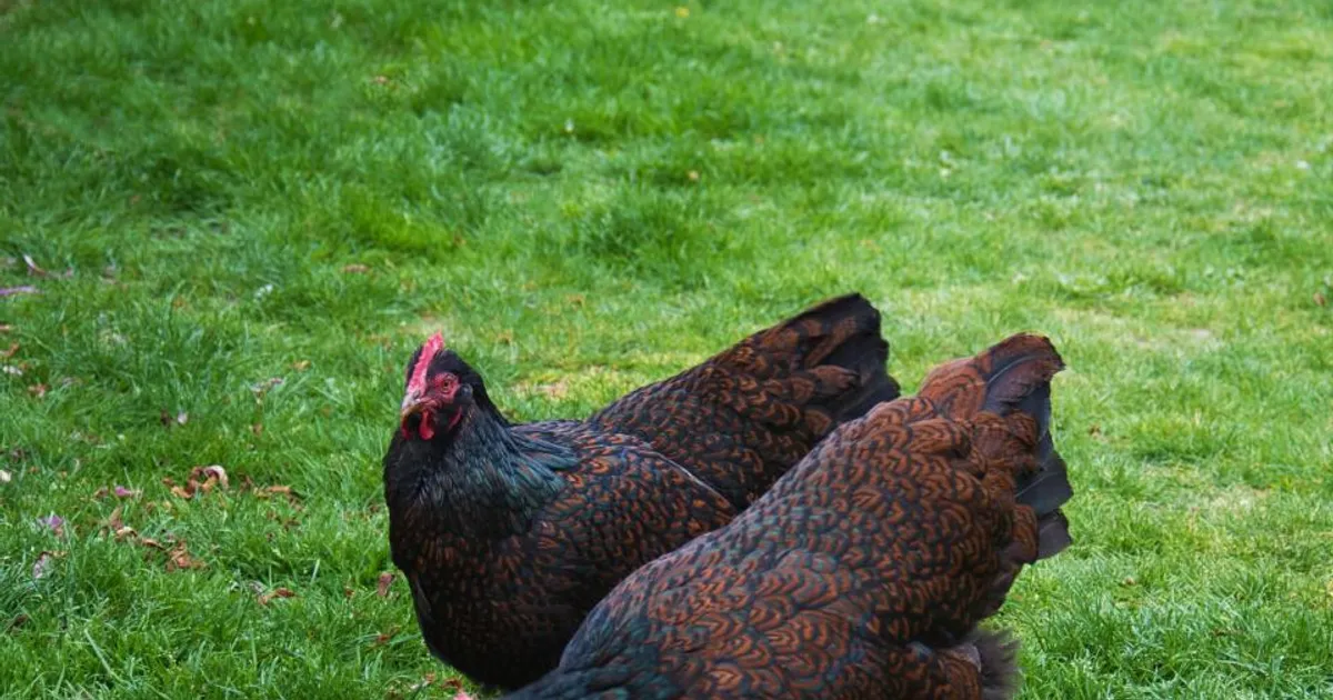 Des poules Barnevelder