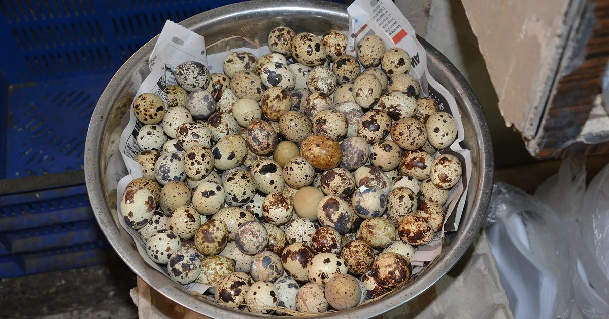 Œufs de caille du Japon