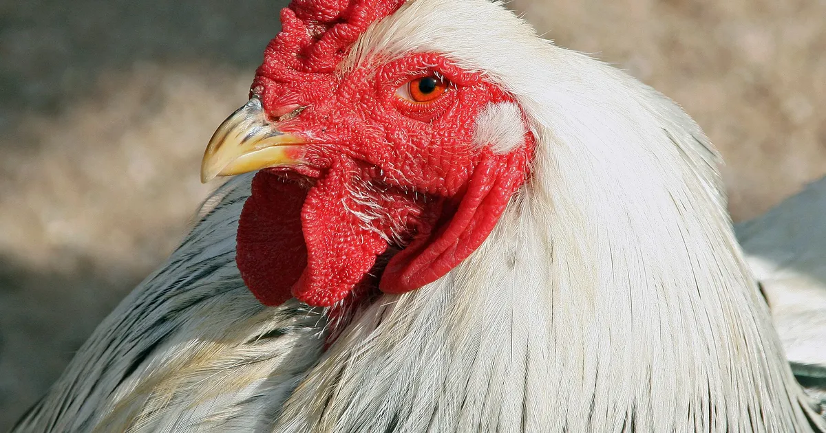 Coq Brahma clair