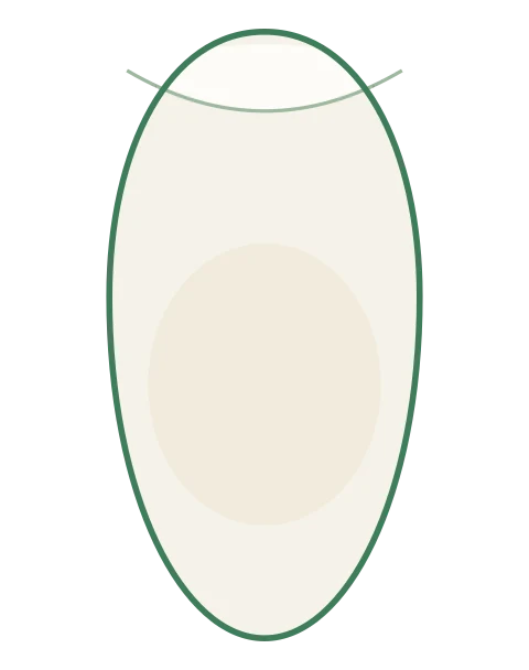 Ovo infértil transparente