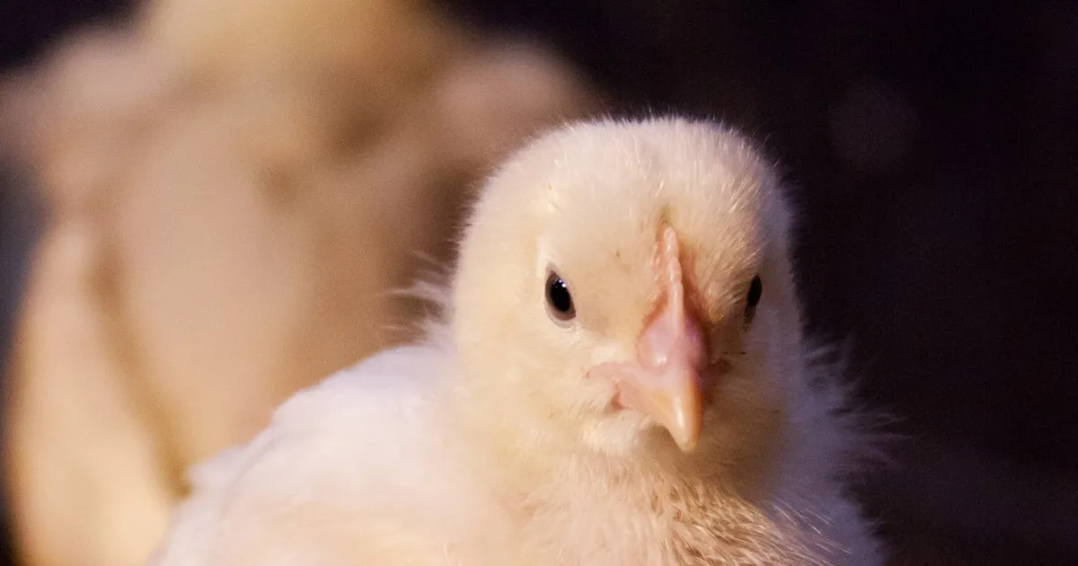 Poussin jaune