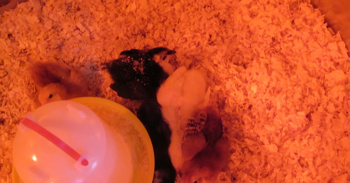 Poussins dans une éleveuse