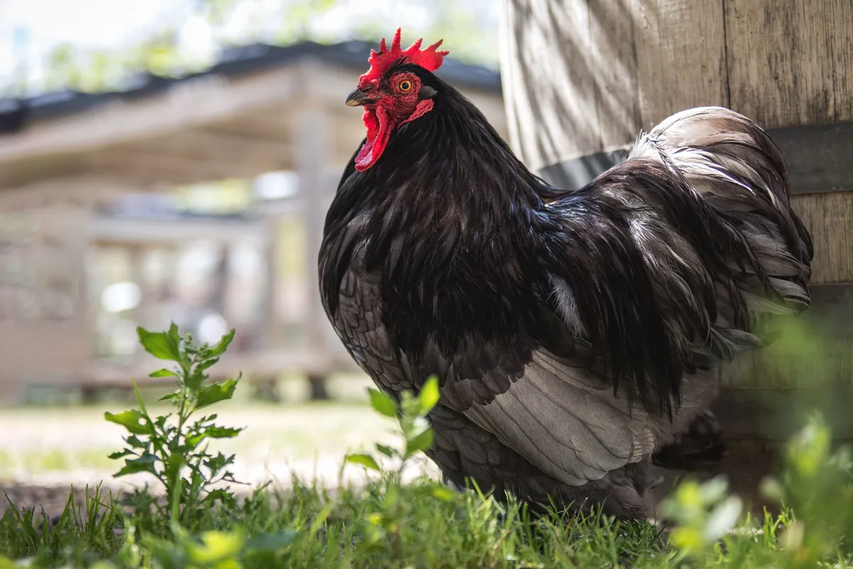 Un coq Cochin