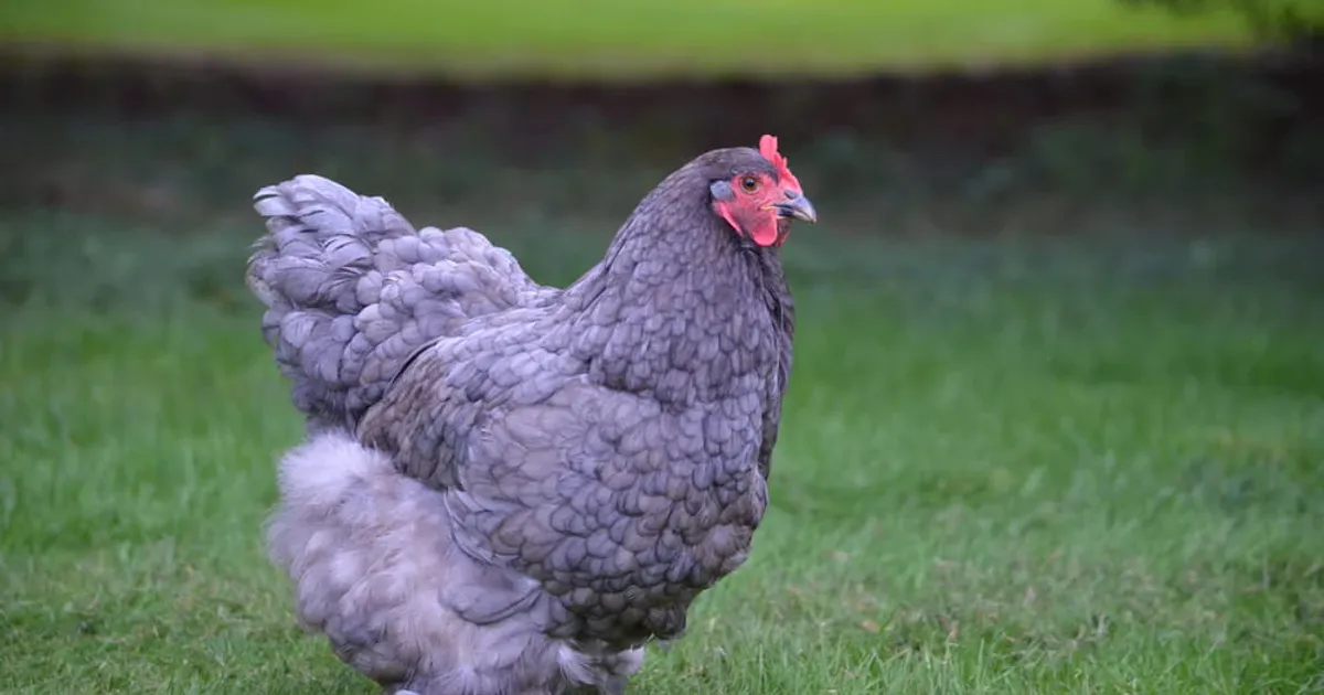 Une poule Cochin