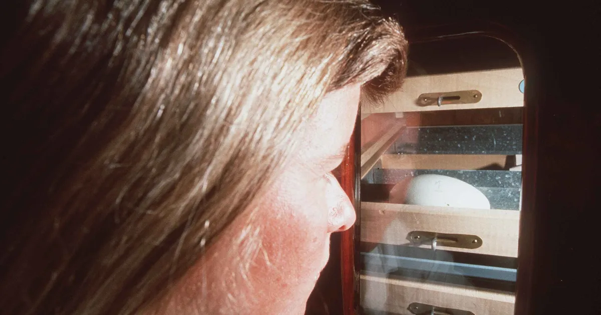 Vérification d'un œuf dans l'incubateur