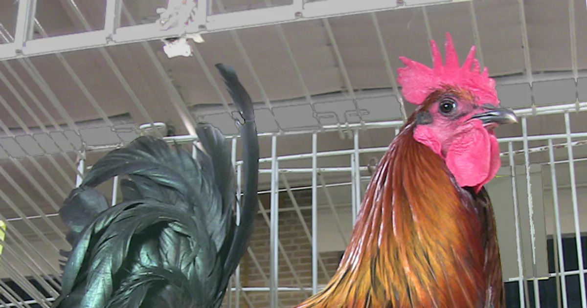 Coq de Denizli