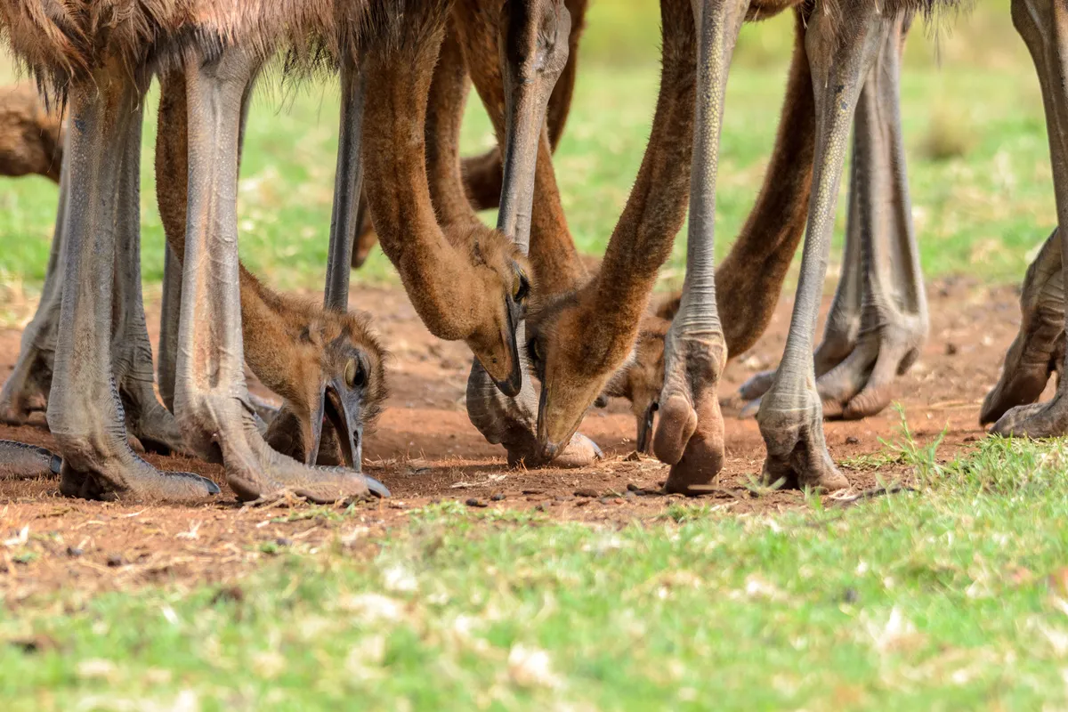 Les pattes d'une autruche