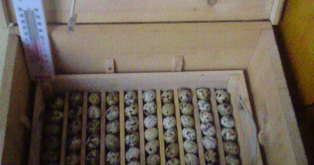 Incubateur fait maison