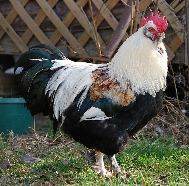 Un coq Faverolles