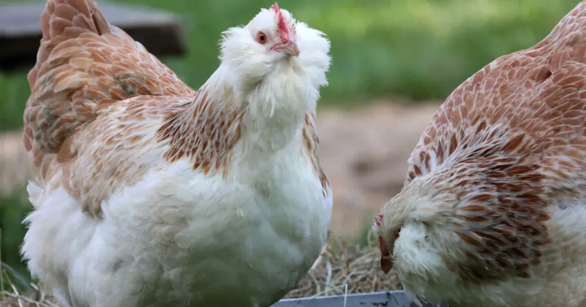 Une poule Faverolles Saumon