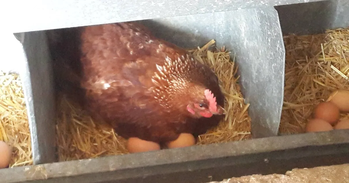 Une poule couveuse sur ses œufs