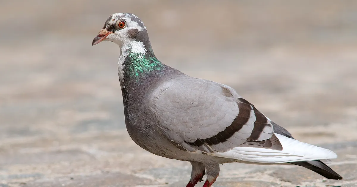 Pigeon domestique
