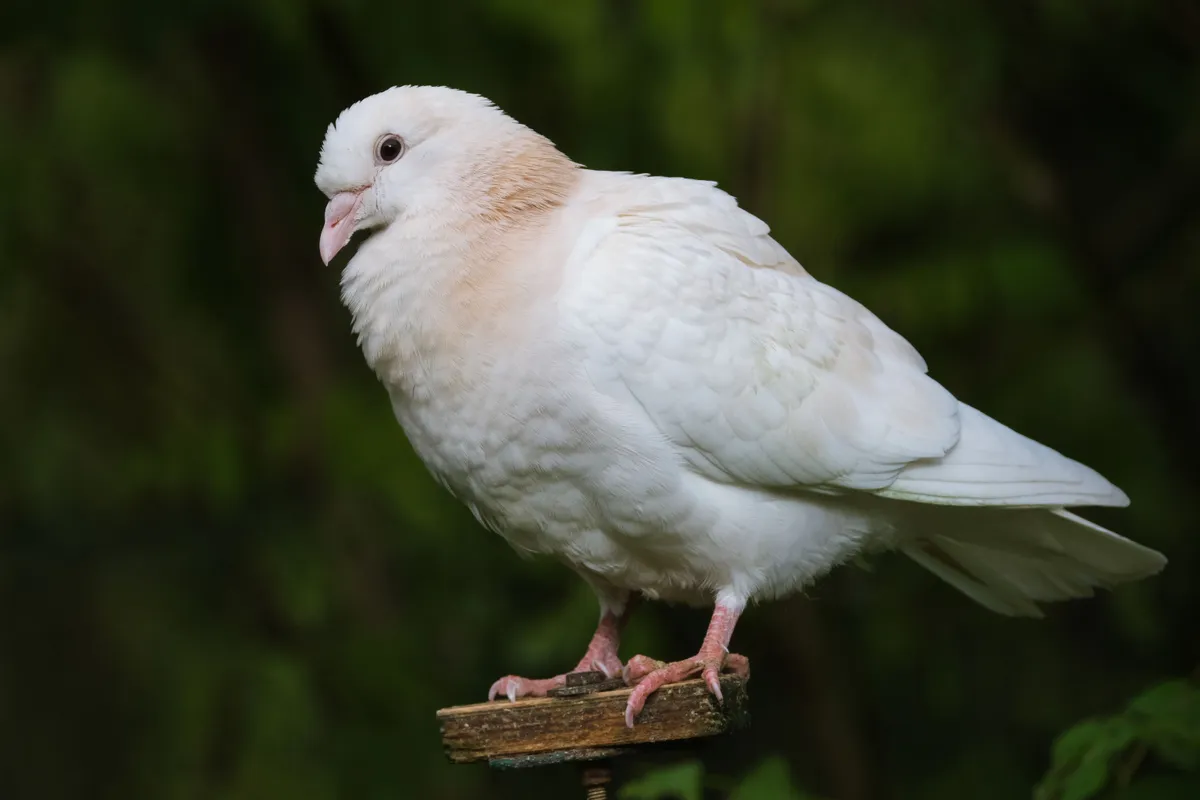 Un pigeon Texan Pioneer