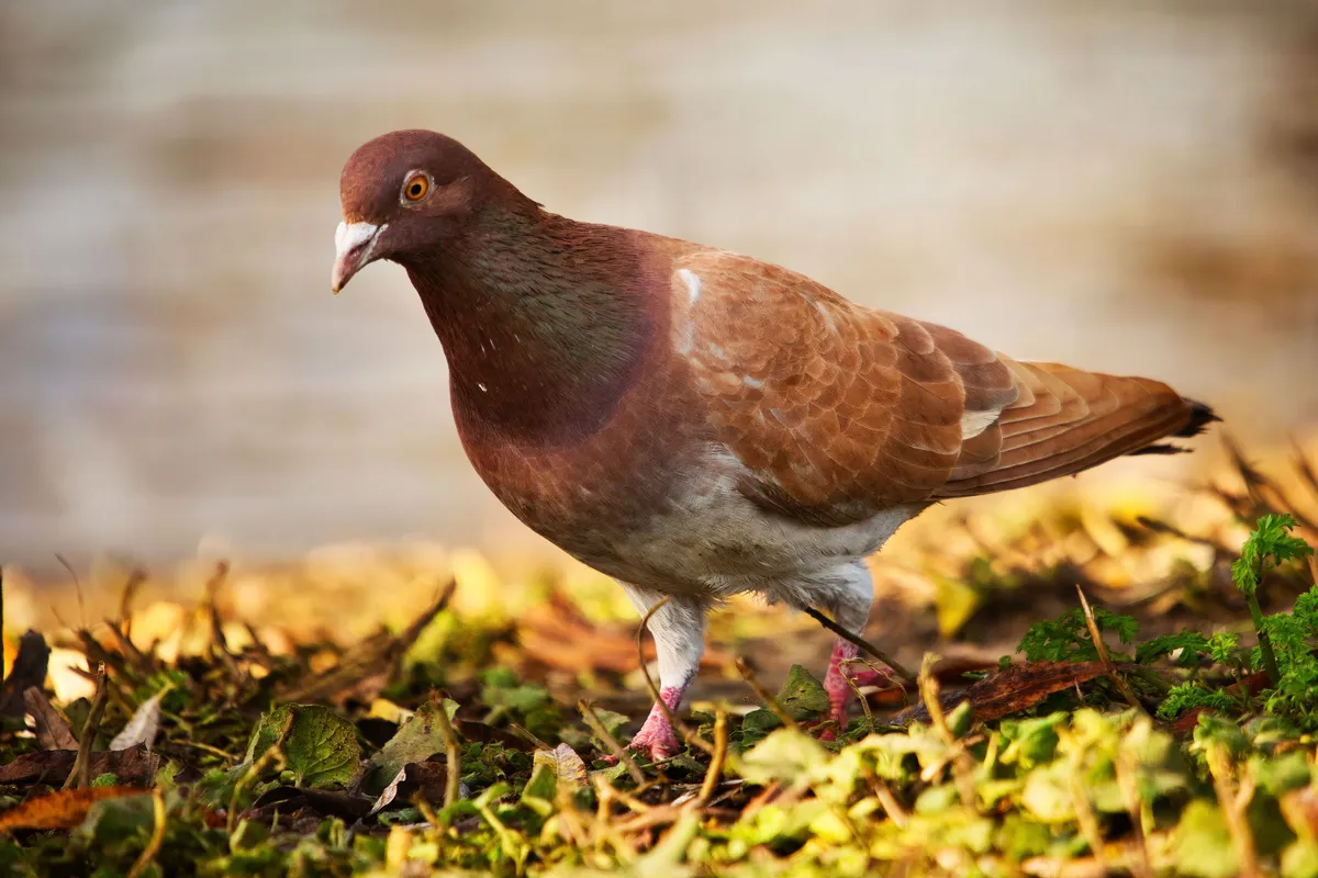 Un pigeon Carneau