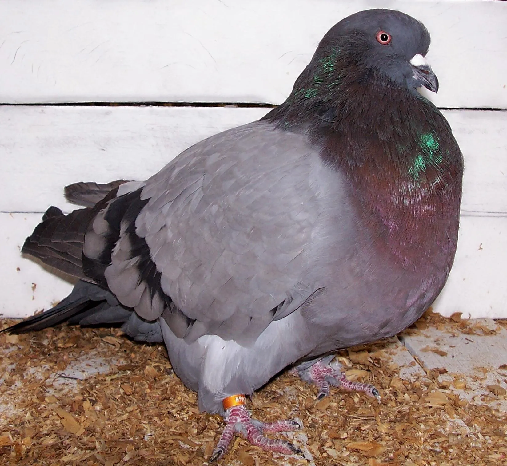 Un pigeon Runt
