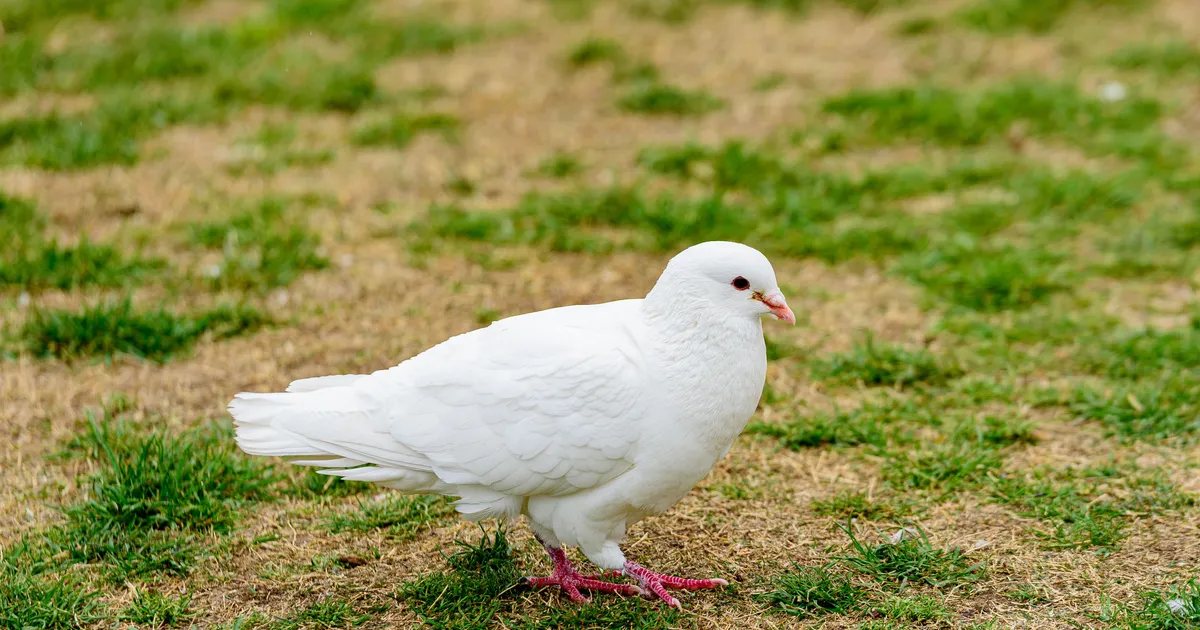 Un pigeon King blanc