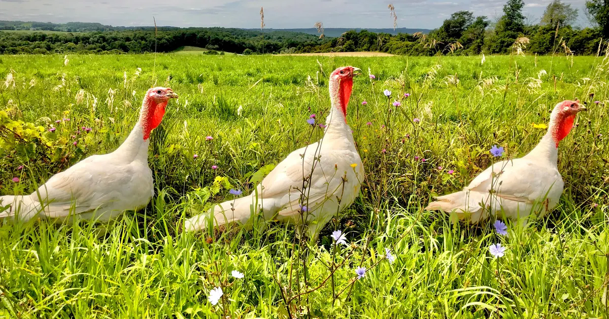 Des dindes Broad Breasted White