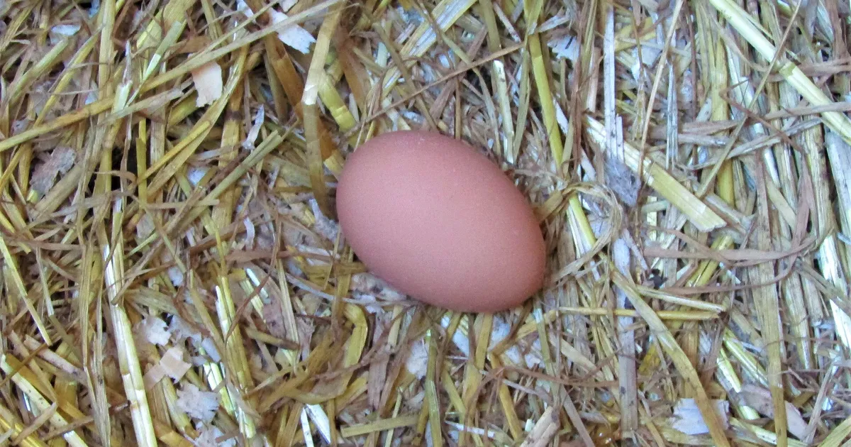 Œuf de poule dans un nid