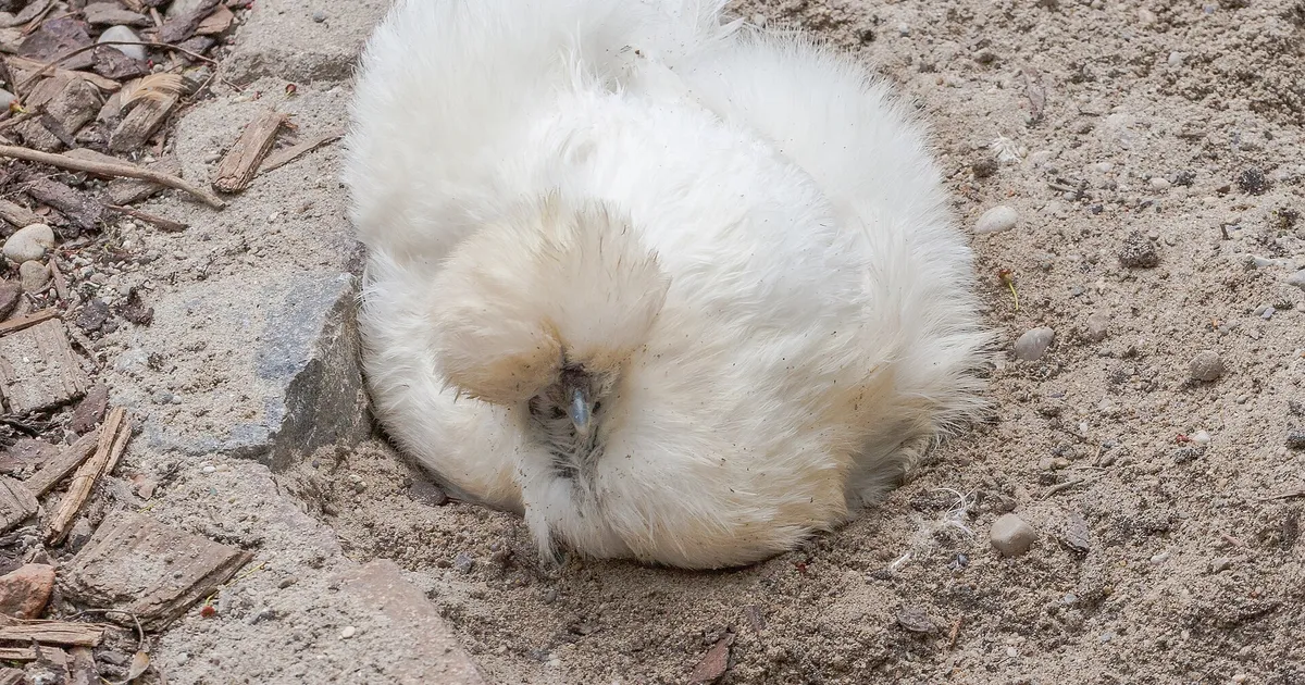 Poule Soie blanche