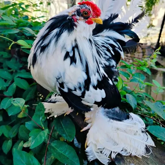 إسبنش أسود مبقّع