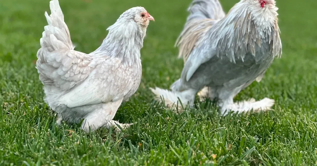İspenç Tavuğu: Beş Parmaklı, Paçalı Yerli Süs Bantamı