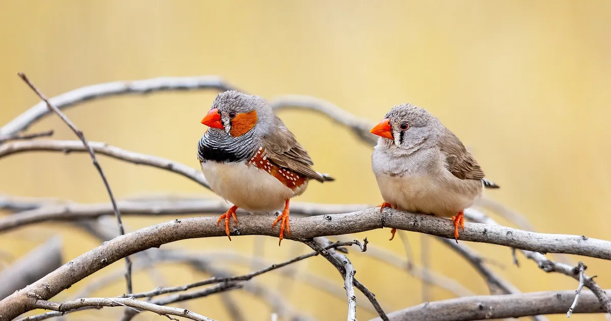 Couple de diamants mandarins