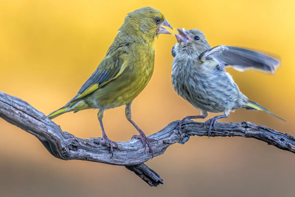 A canary feeding its young beak to beak