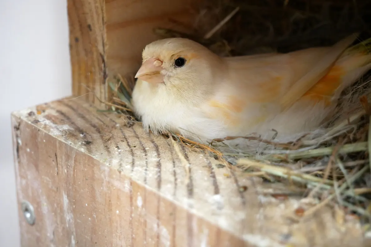 A canary sitting on the nest