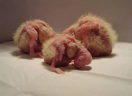 Cockatiel chicks