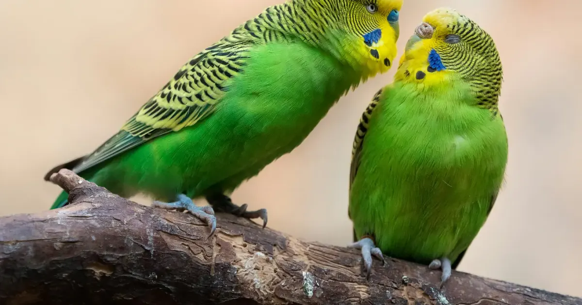 Two budgerigars