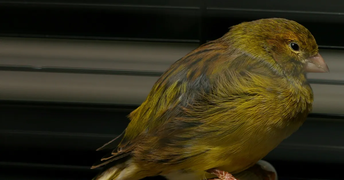 Canari domestique