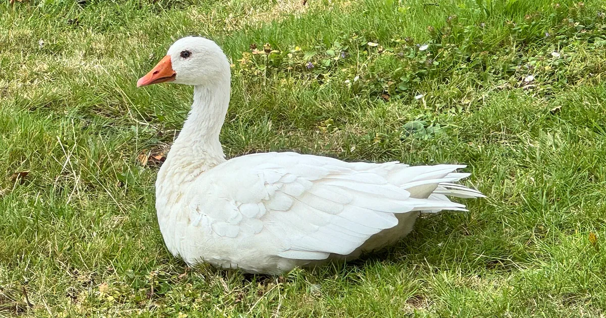 Oie d'Emden blanche