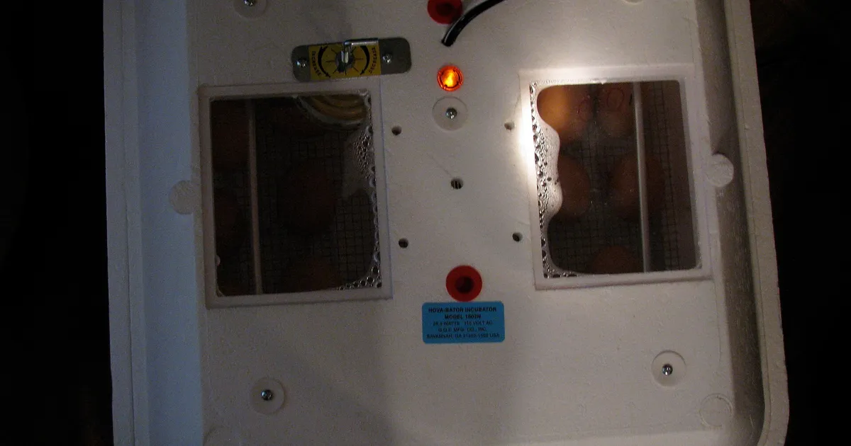 Commandes de l'incubateur