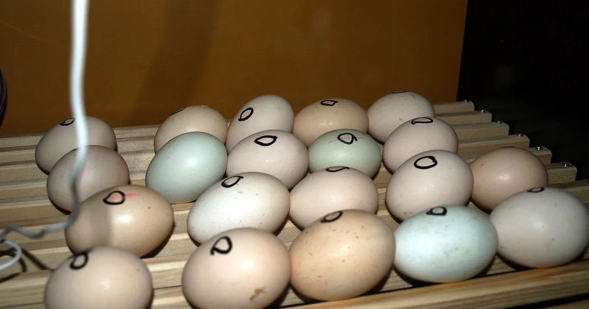 Kuluçka Makinesinde Tavuk Yumurtası Nasıl Çıkartılır? 21 Günlük Adım Adım Rehber