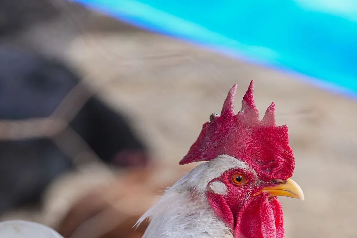 Un coq Leghorn et sa grande crête simple