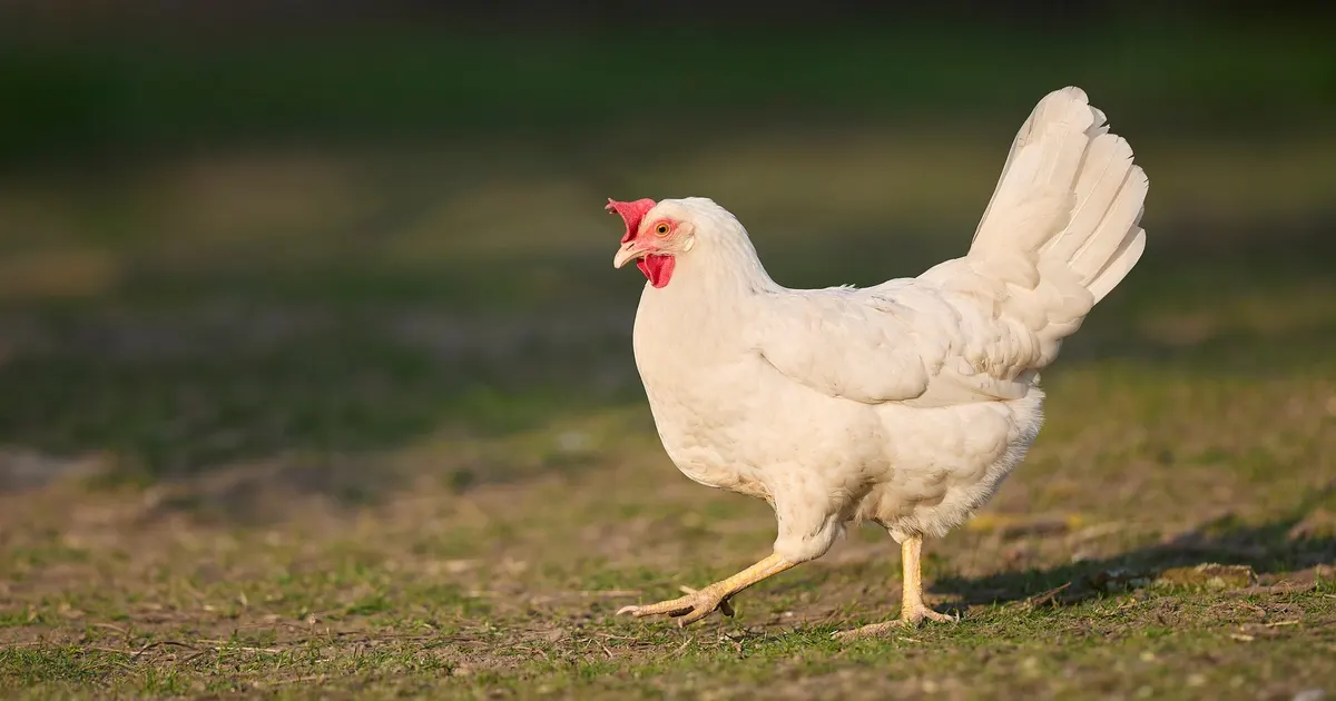 Une poule Leghorn blanche