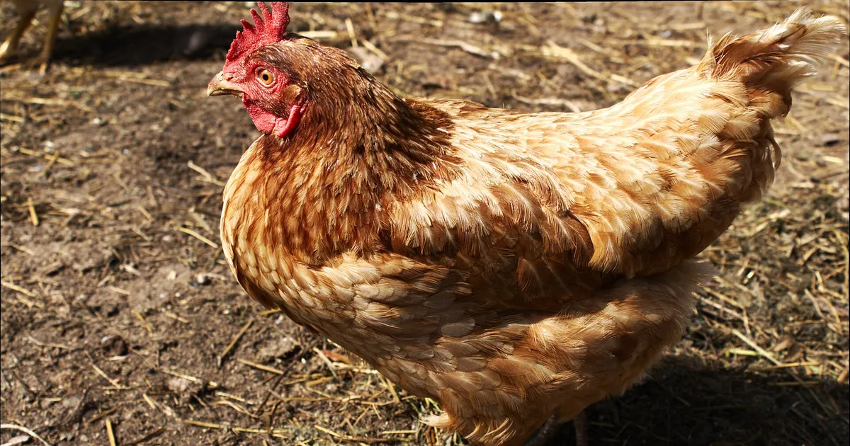 Poule pondeuse Lohmann Brown