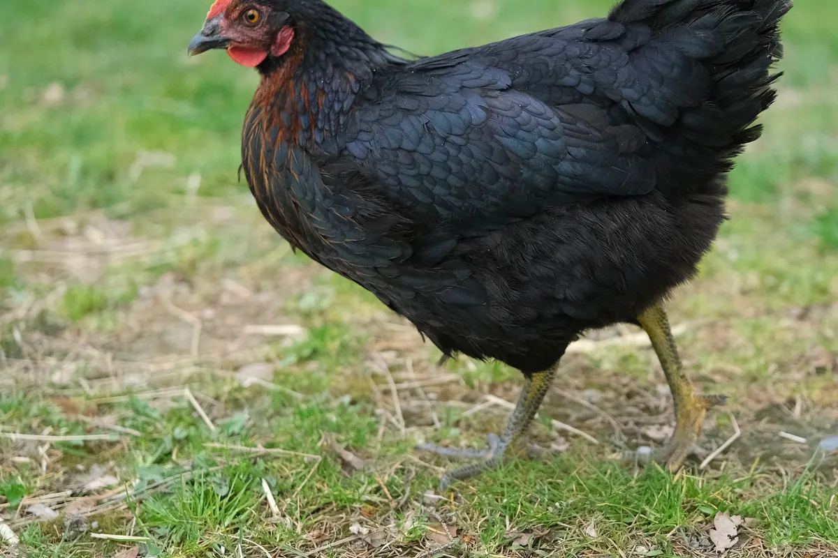 Une poule Marans