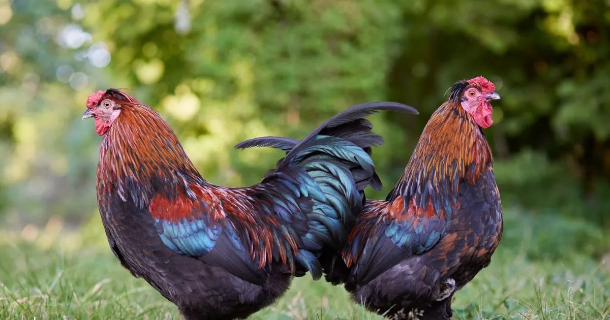 Des coqs Marans